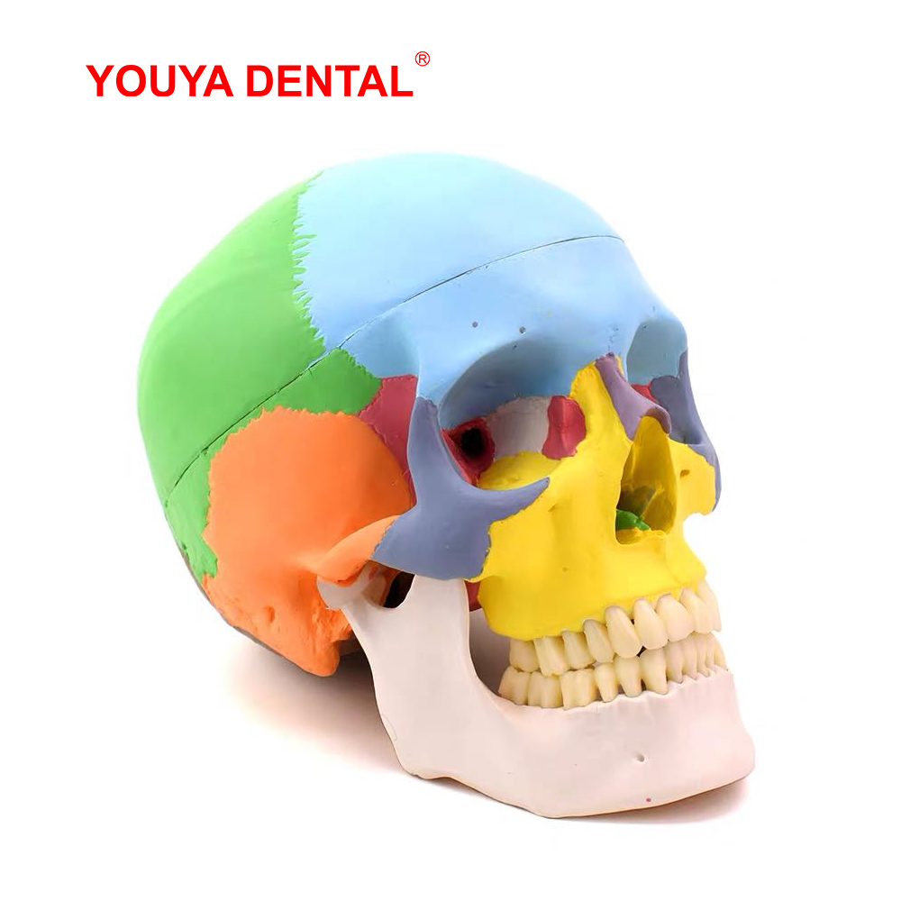 Life Size Detachable Anatomica - 3D Printing Orthodontics 评论和价格