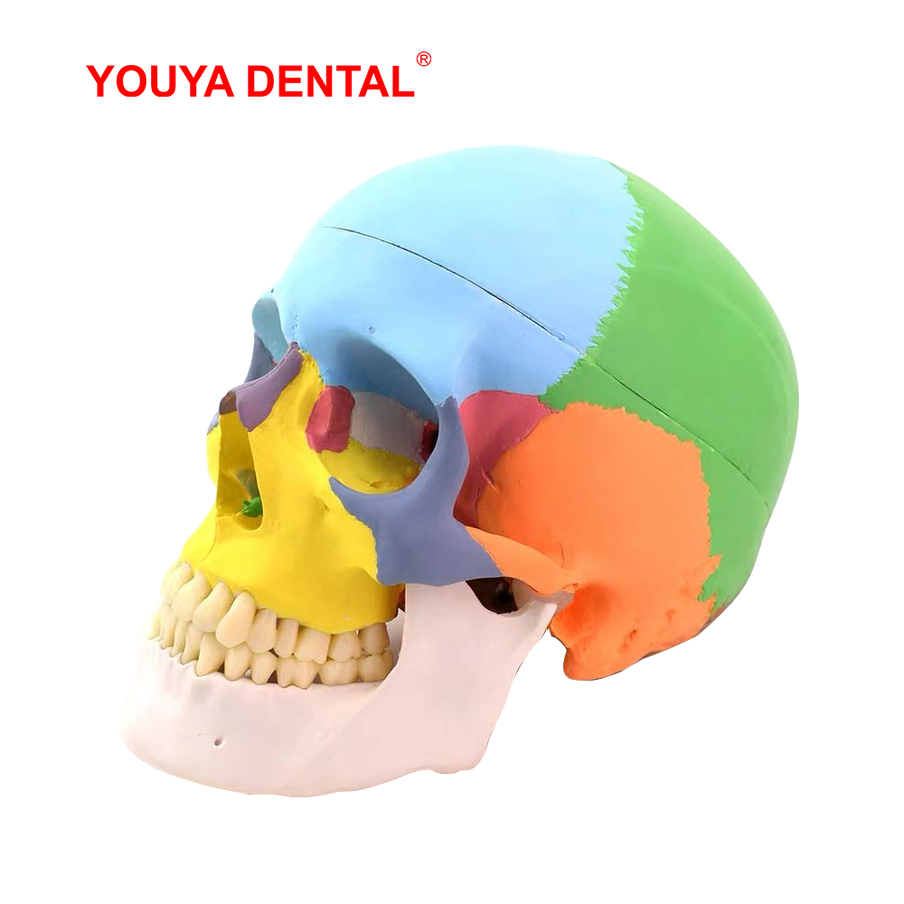 Life Size Detachable Anatomica - 3D Printing Orthodontics 评论和价格