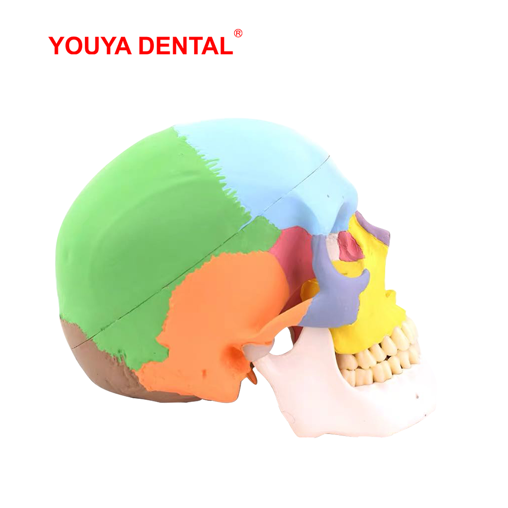 Life Size Detachable Anatomica - 3D Printing Orthodontics 评论和价格
