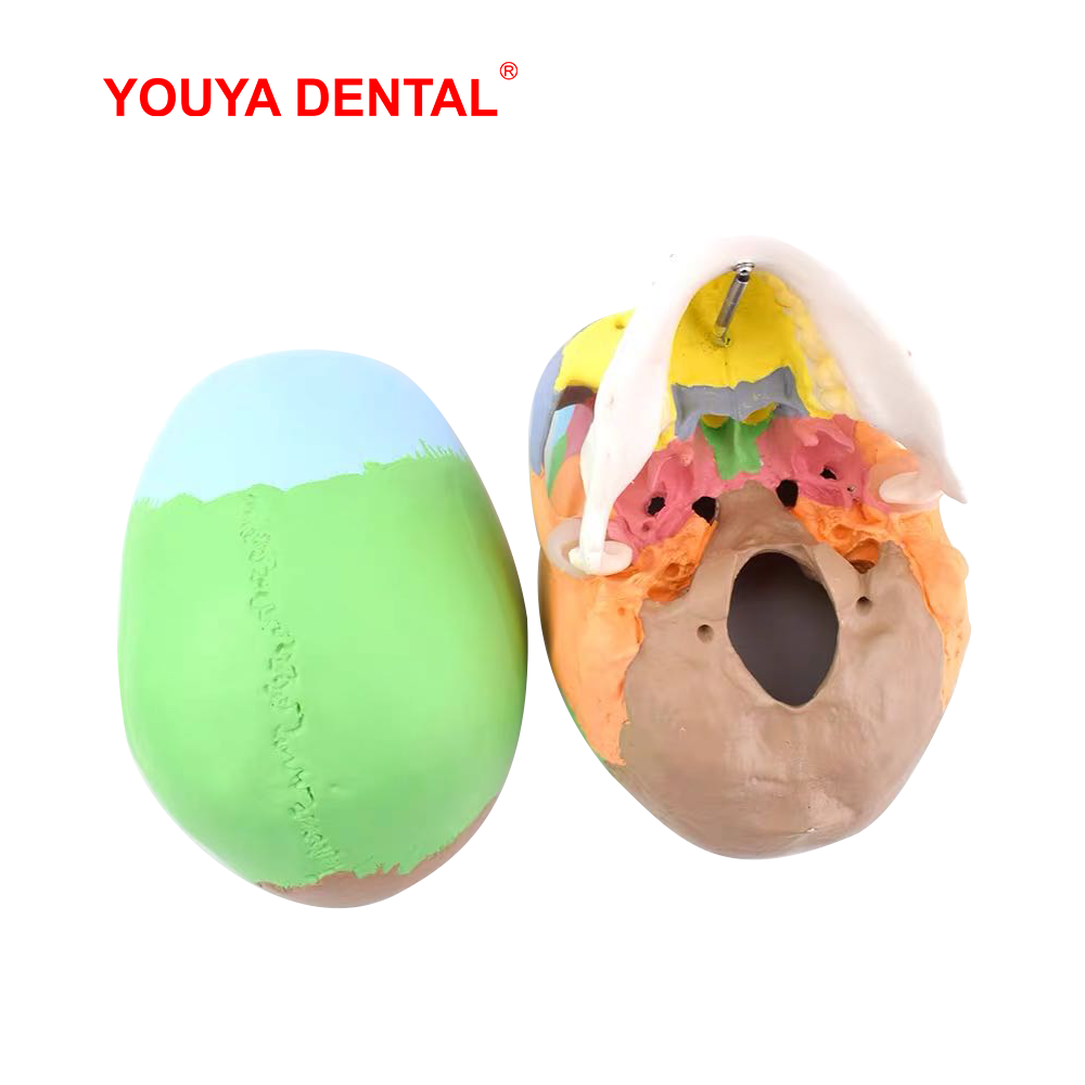 Life Size Detachable Anatomica - 3D Printing Orthodontics 评论和价格